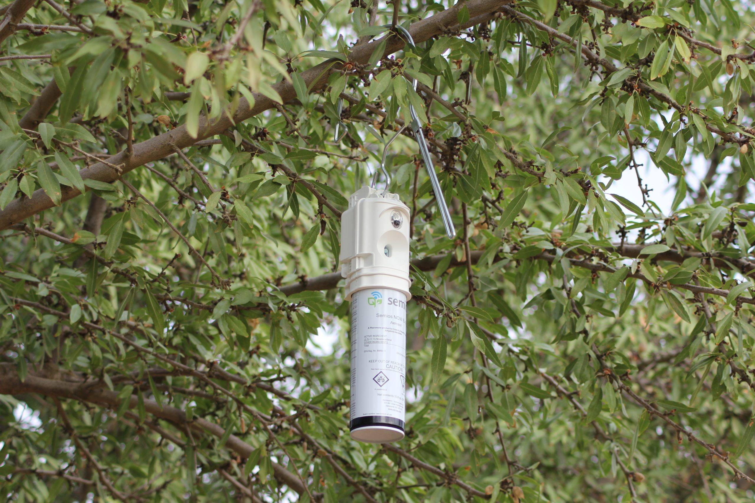 Semios mating disruption emitter hanging on an almond tree branch