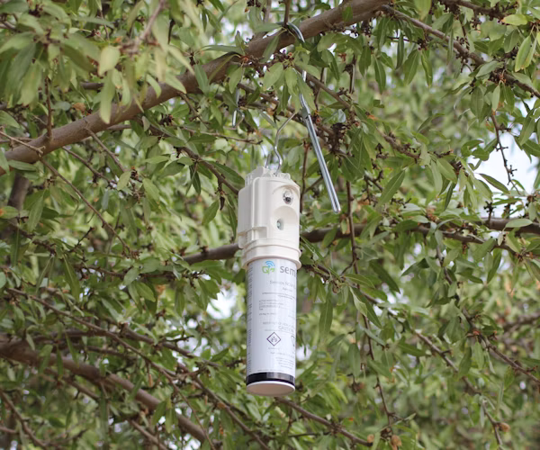 Semios mating disruption emitter hanging on an almond tree branch
