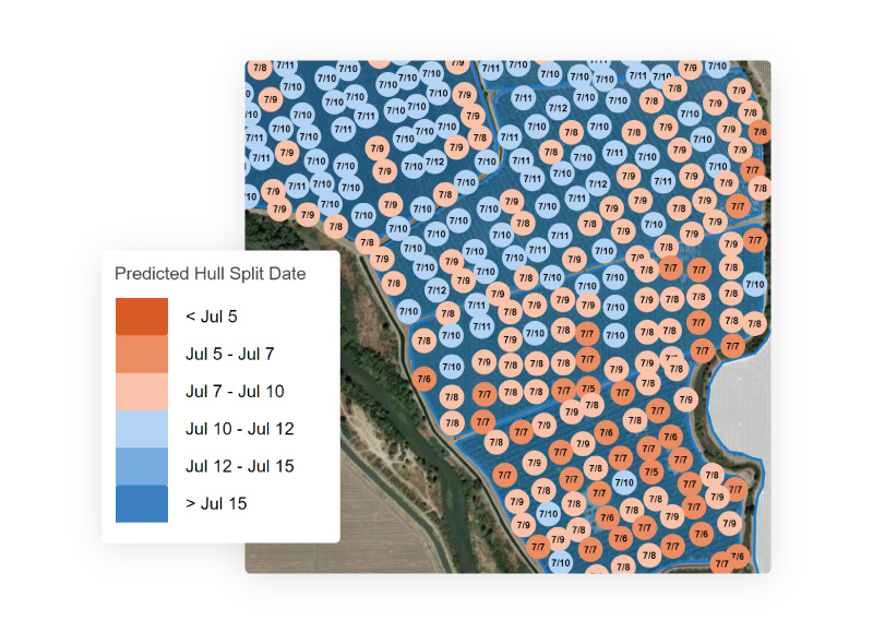 Heatmap showing the variations in predicted hull split dates across an almond orchard