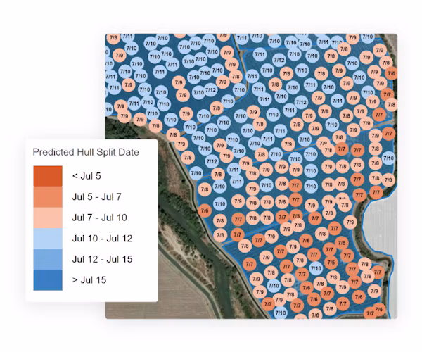 Heatmap showing the variations in predicted hull split dates across an almond orchard
