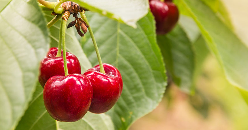 Cherries hanging on a cherry tree branch