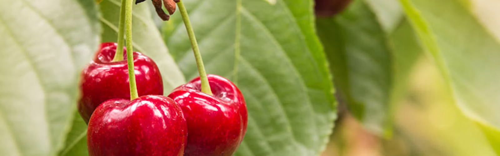Cherries hanging on a cherry tree branch