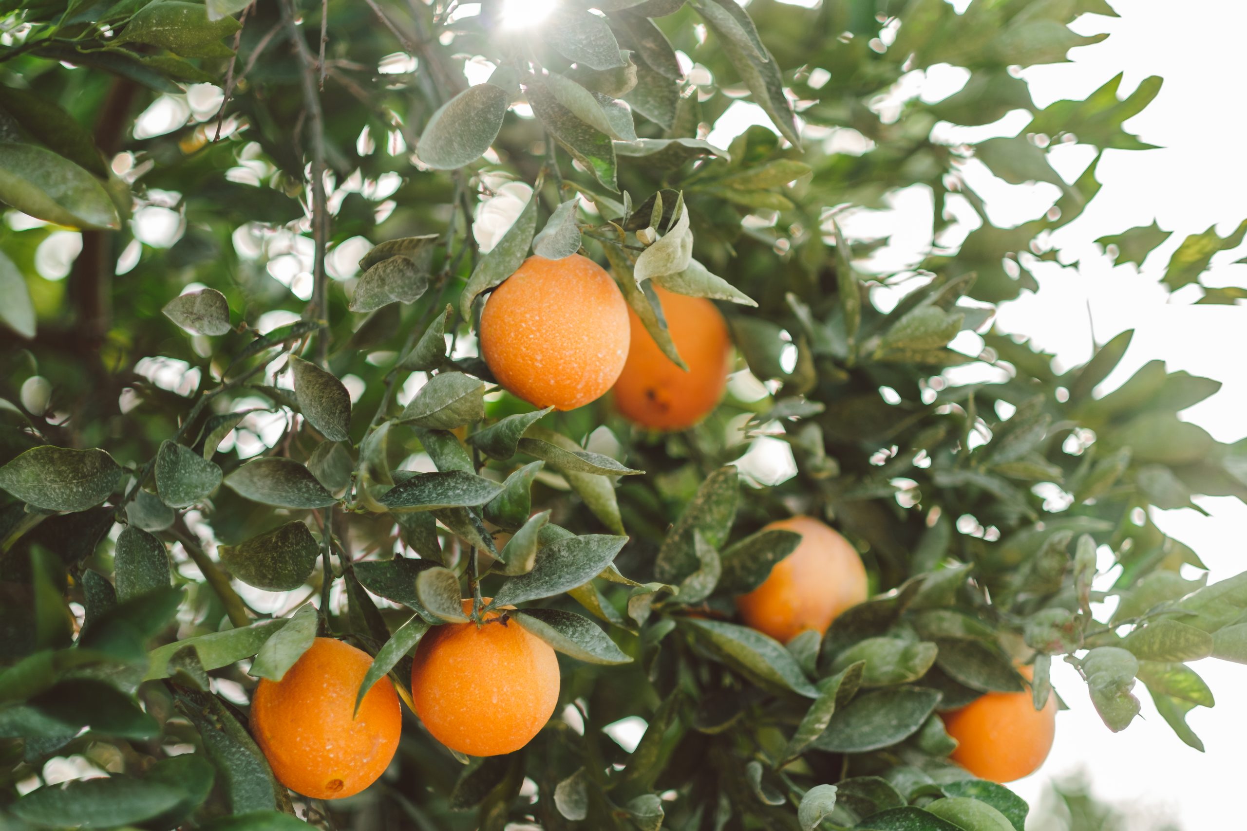 Citrus