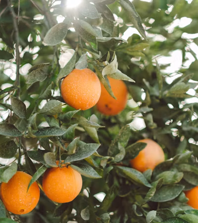 Citrus