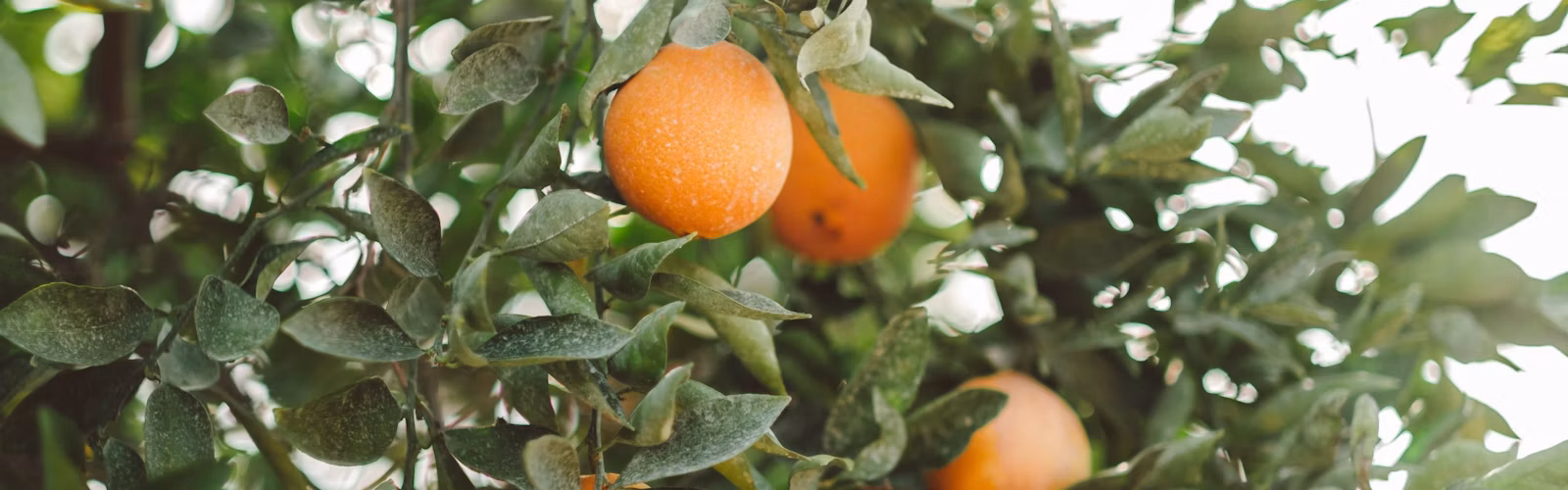 Citrus fruit on a tree