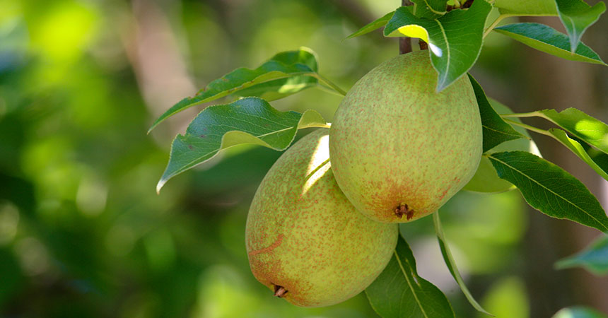 Pears hanging from a tree