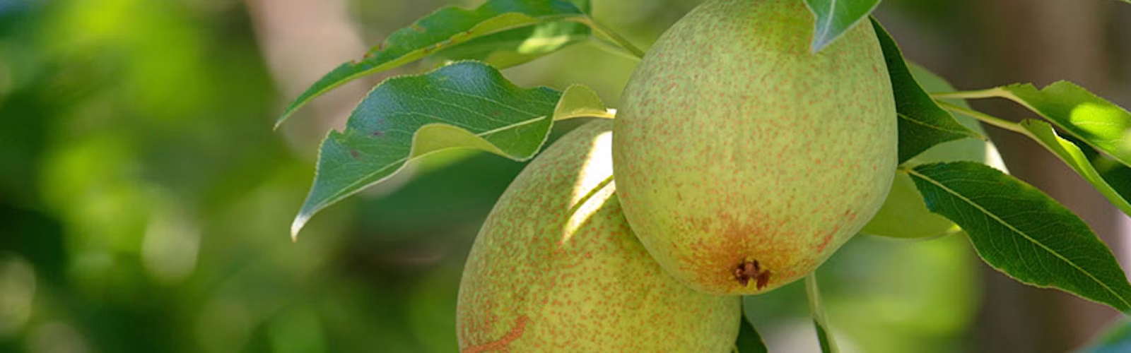 Pears hanging from a tree