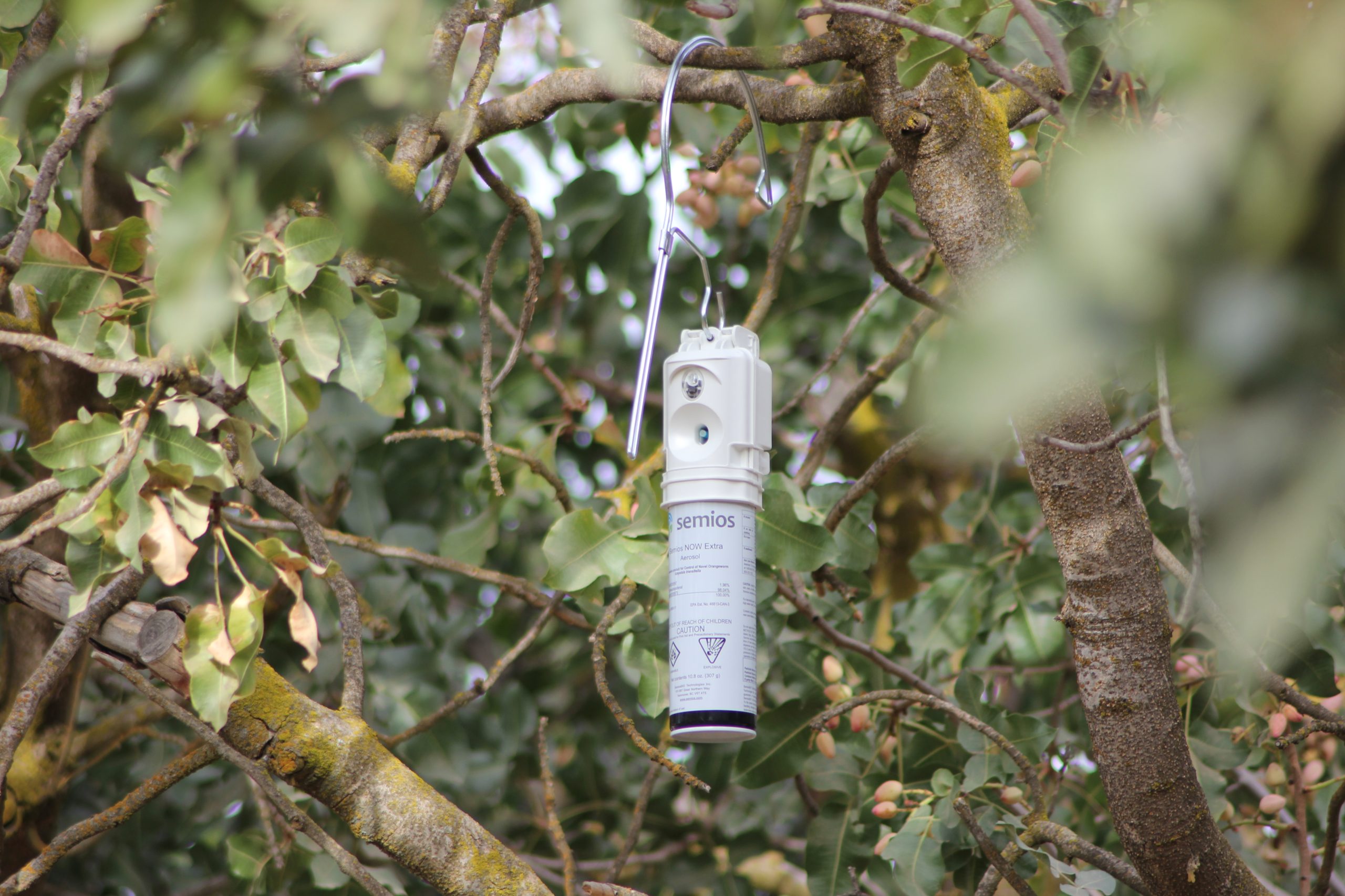 Semios mating disruption emitter hanging in a pistachio tree