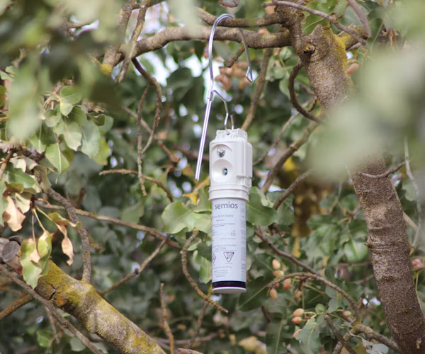 Semios mating disruption emitter hanging in a pistachio tree