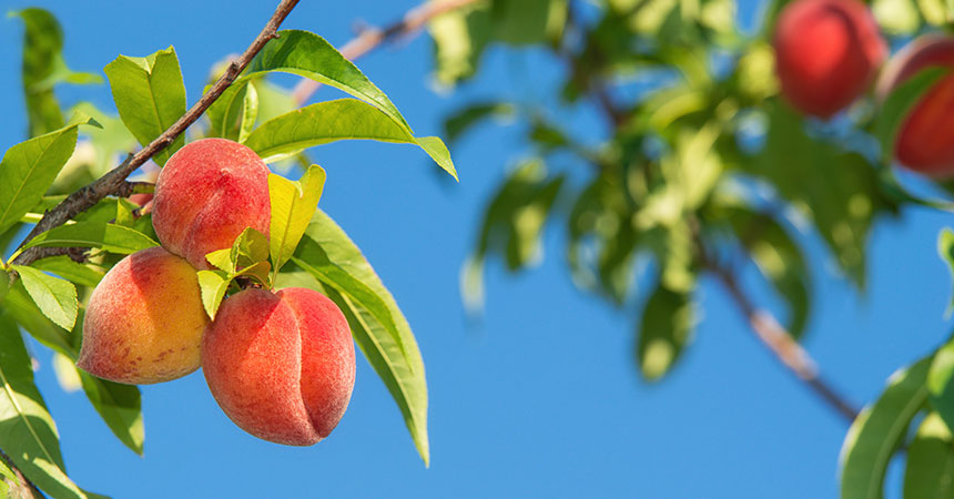 Stone fruit on a tree
