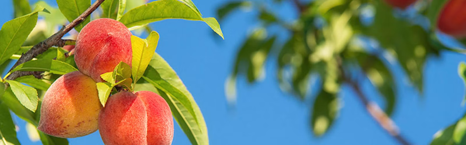 Stone fruit on a tree