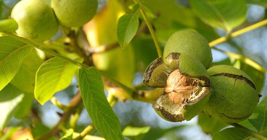 Split hulls on a walnut tree