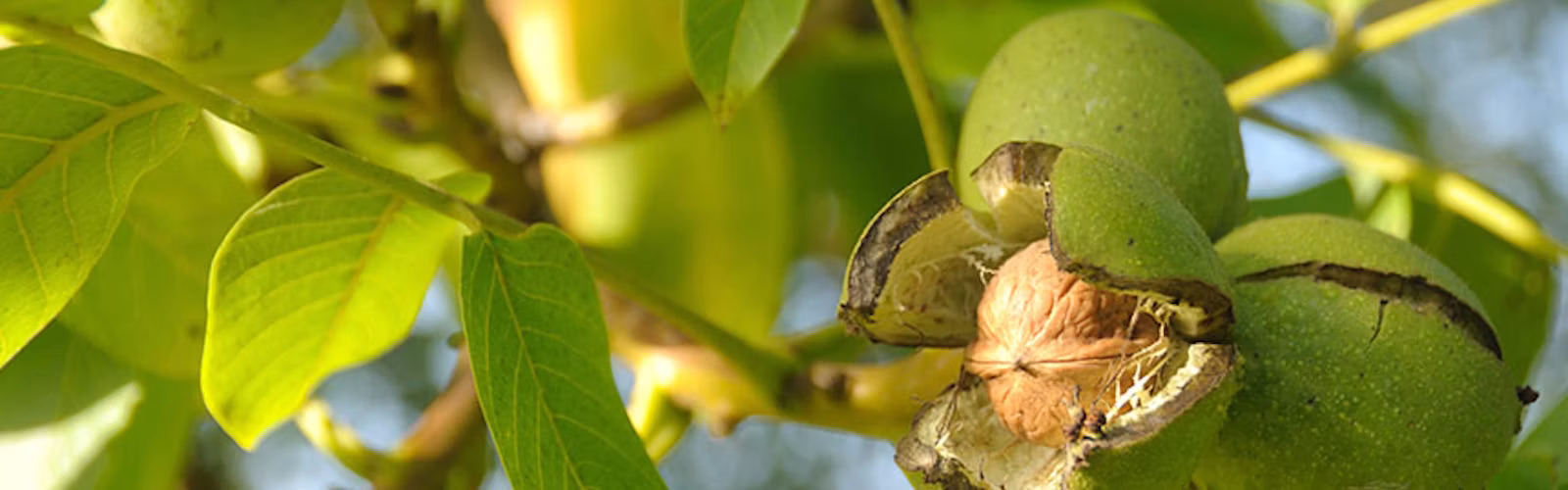 Split hulls on a walnut tree