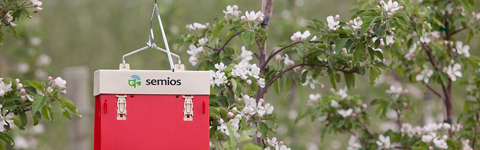 Trap hanging in an apple orchard during bloom
