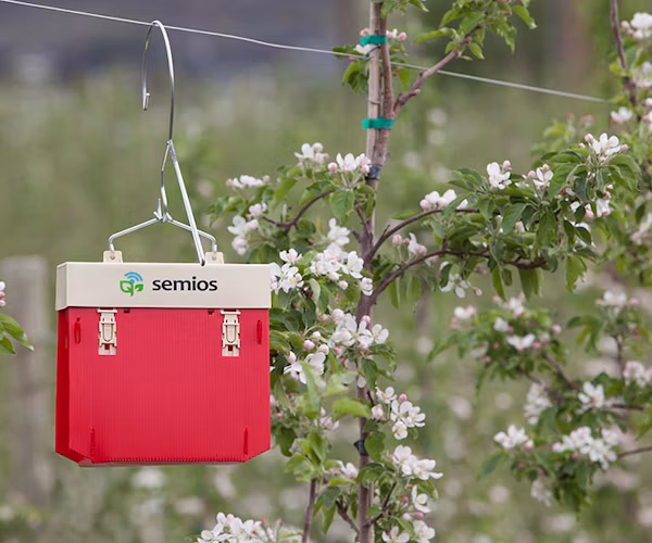 A red Semios automated camera trap hanging in an apple orchard