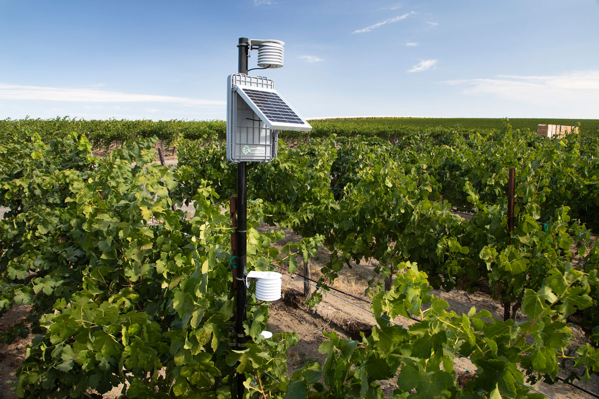Semios in-canopy weather station in a vineyard