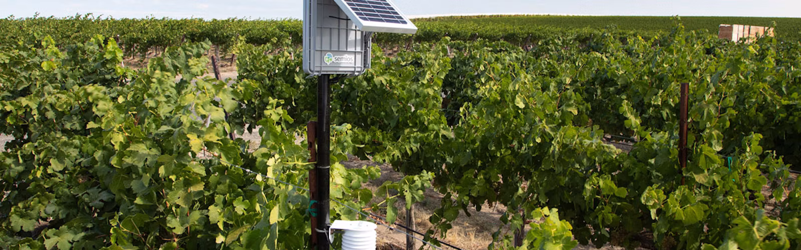 Semios in-canopy weather station in a vineyard