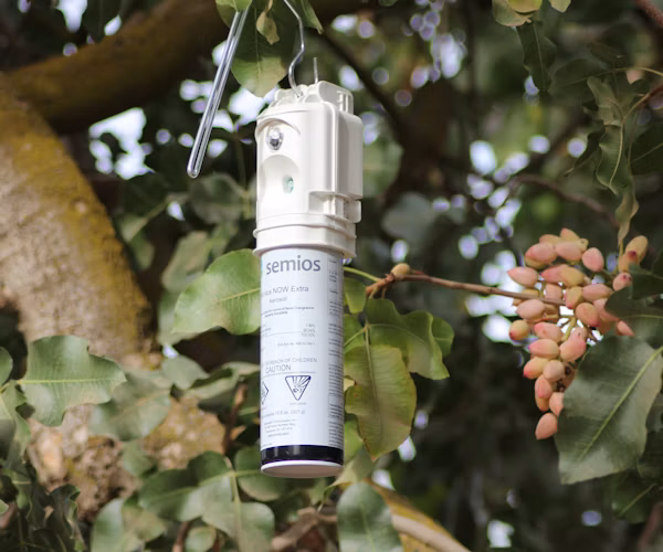 Semios mating disruption emitter hanging on a pistachio tree branch