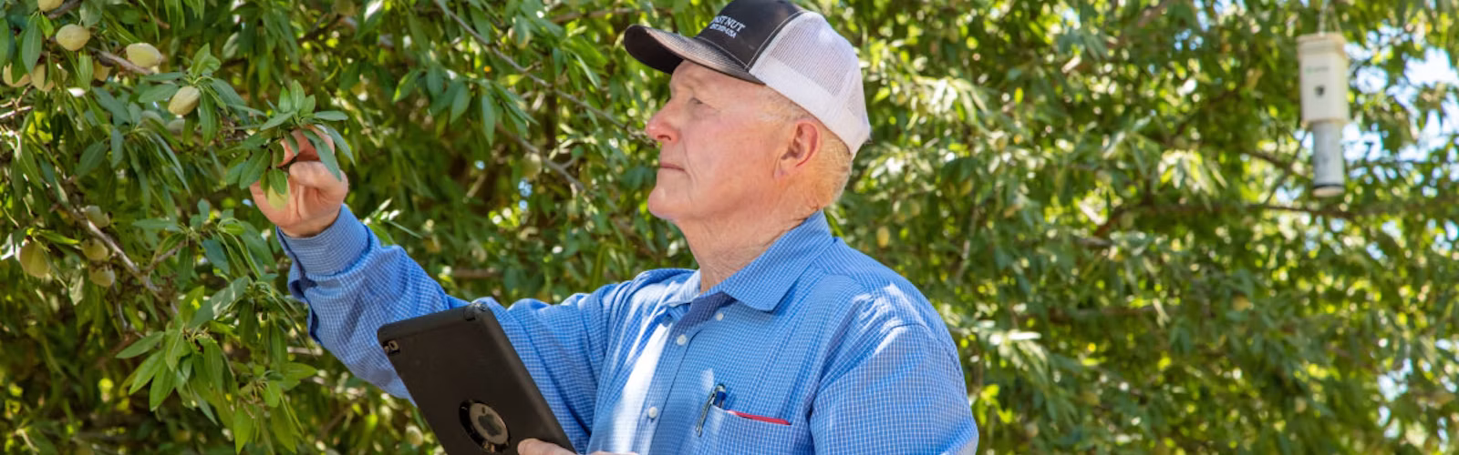A man inspecting an almond nut in the orchard