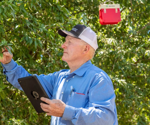 A man inspecting an almond nut in an orchard