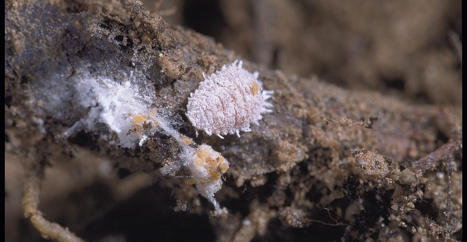 How to Monitor Vine Mealybug (VMB)