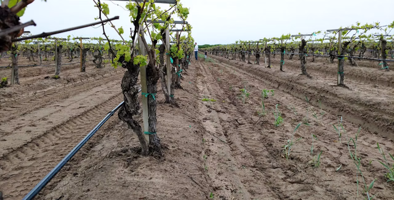 A vineyard with sandy soiils