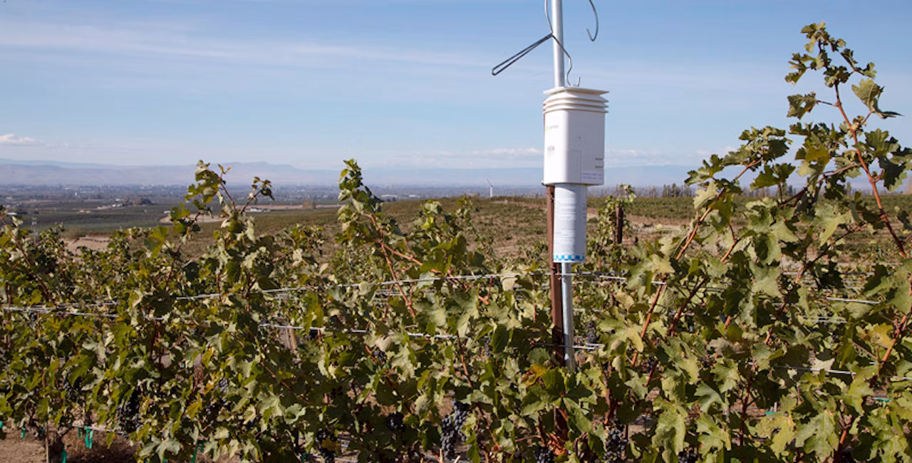A Semios VMB pheromone dispenser hanging in a vineyard