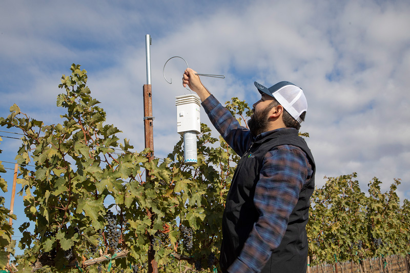 Is Mating Disruption for Vine Mealybug (VMB) Effective?