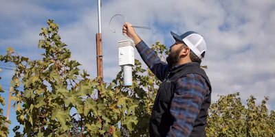 Is Mating Disruption for Vine Mealybug (VMB) Effective?