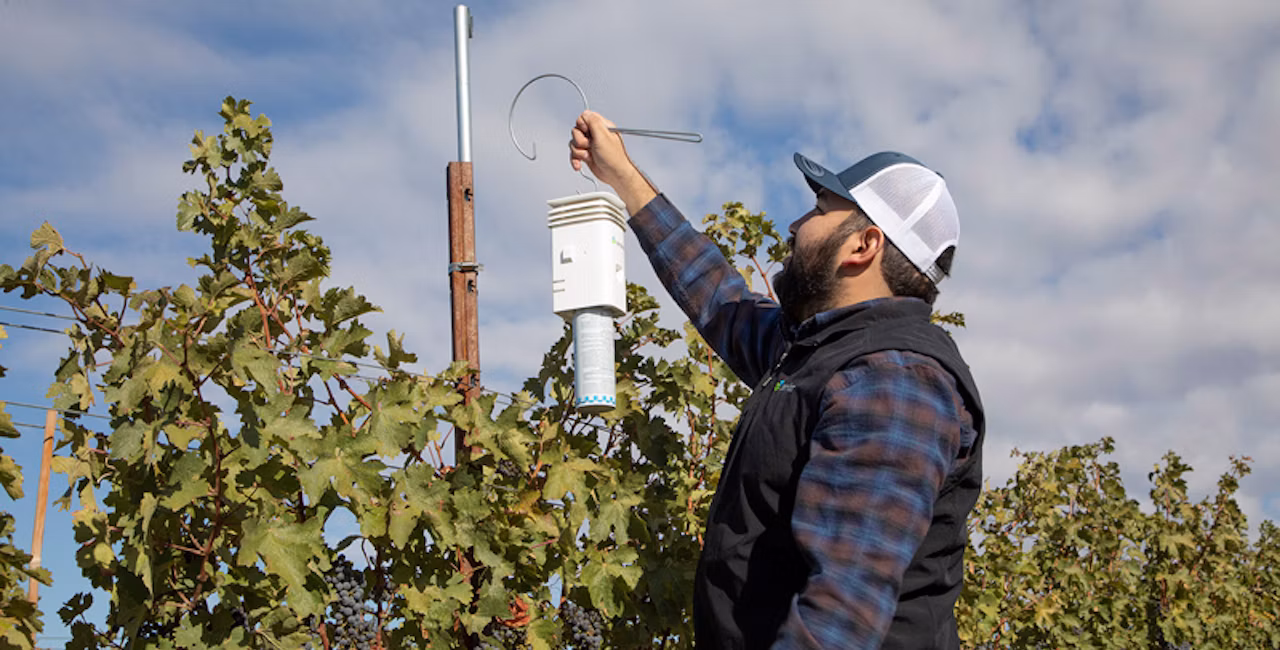 A member of the Semios Field Services Team installing a pheromone dispenser in a vineyard
