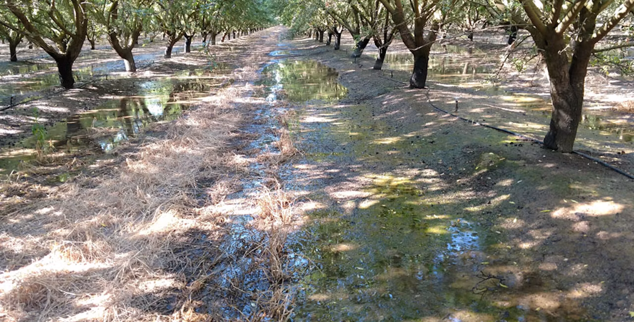 Pools of water in an almond orchard that received too much water at once
