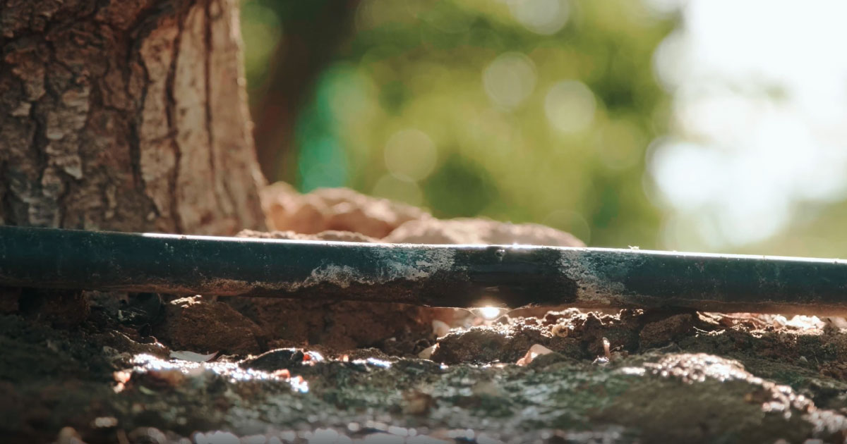 Water dripping from an irrigation line in an orchard