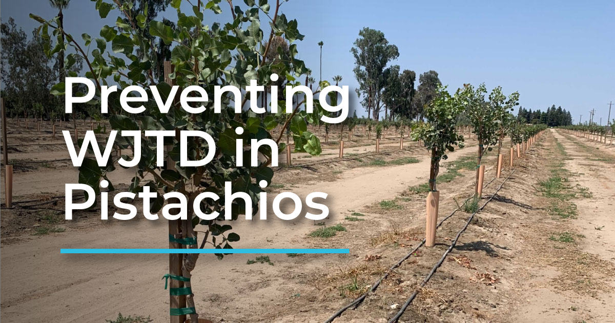 Preventing Winter Juvenile Tree Dieback in Pistachios