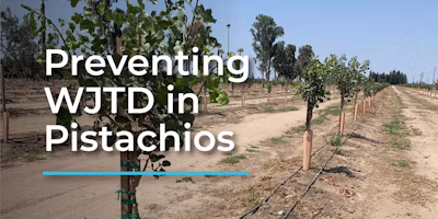 Preventing Winter Juvenile Tree Dieback in Pistachios