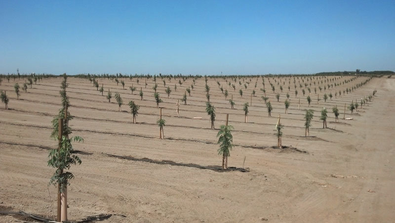 A young pistachio orchard