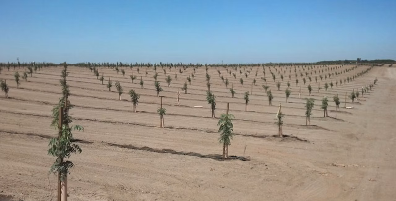 A young pistachio orchard