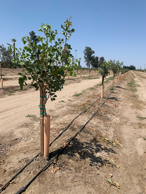 Young pistachio trees