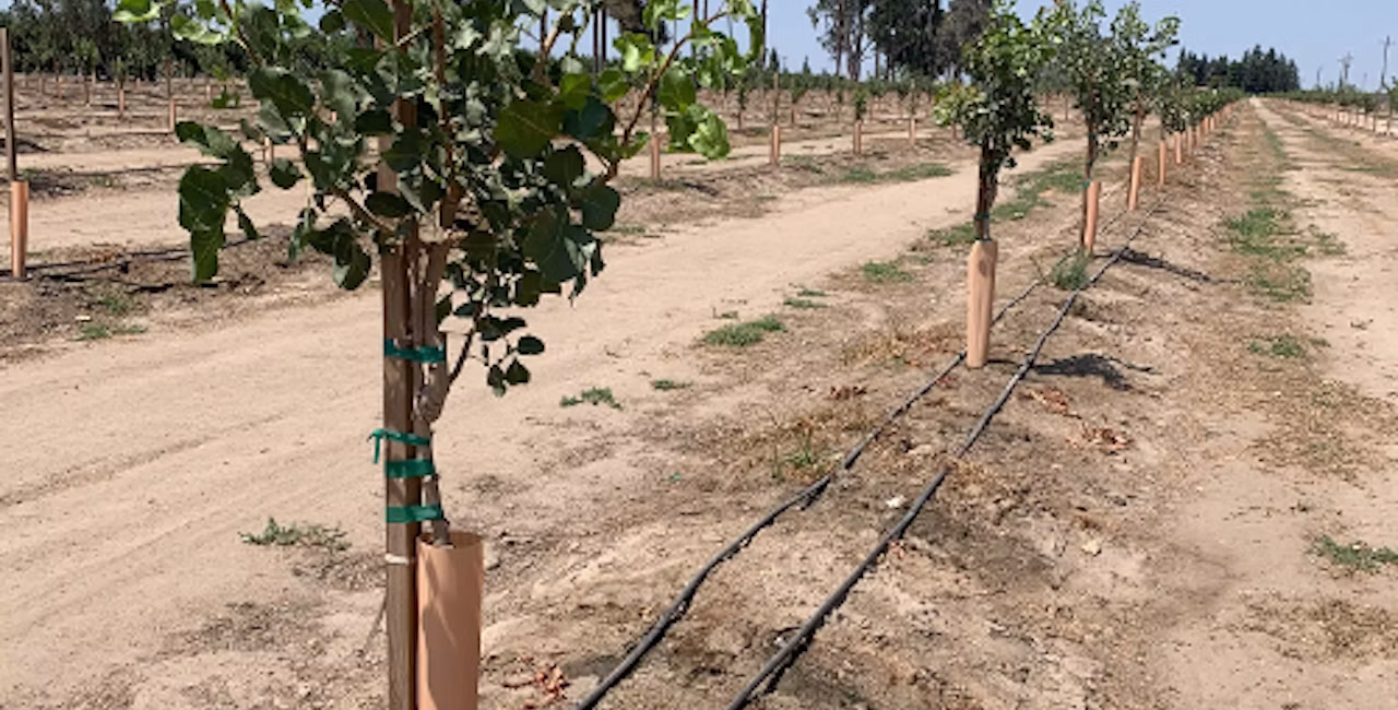 Young pistachio trees