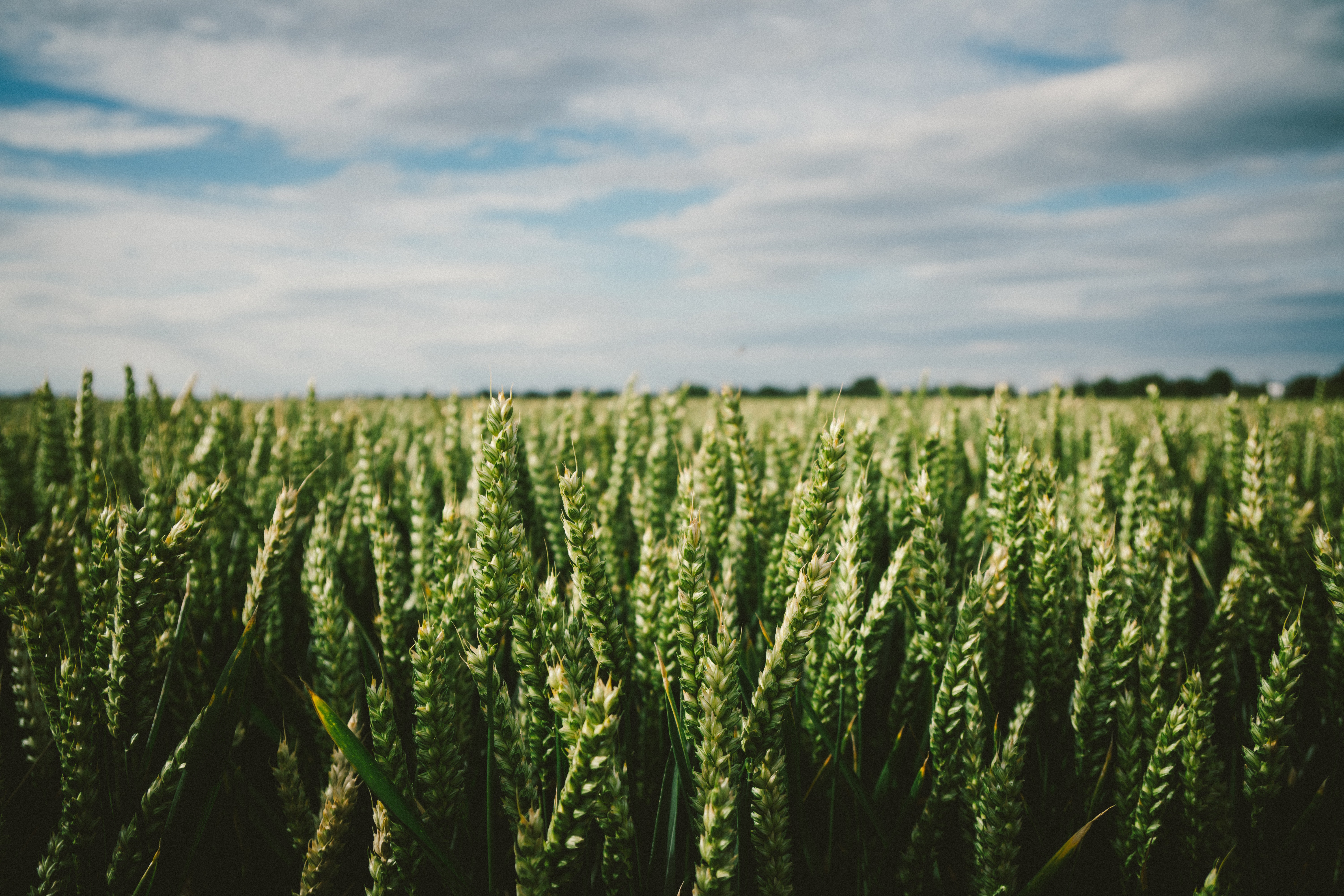 Elders agronomists enlist tech tools to go the extra mile