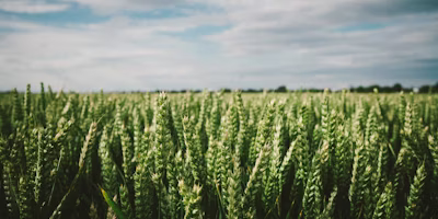 Elders agronomists enlist tech tools to go the extra mile