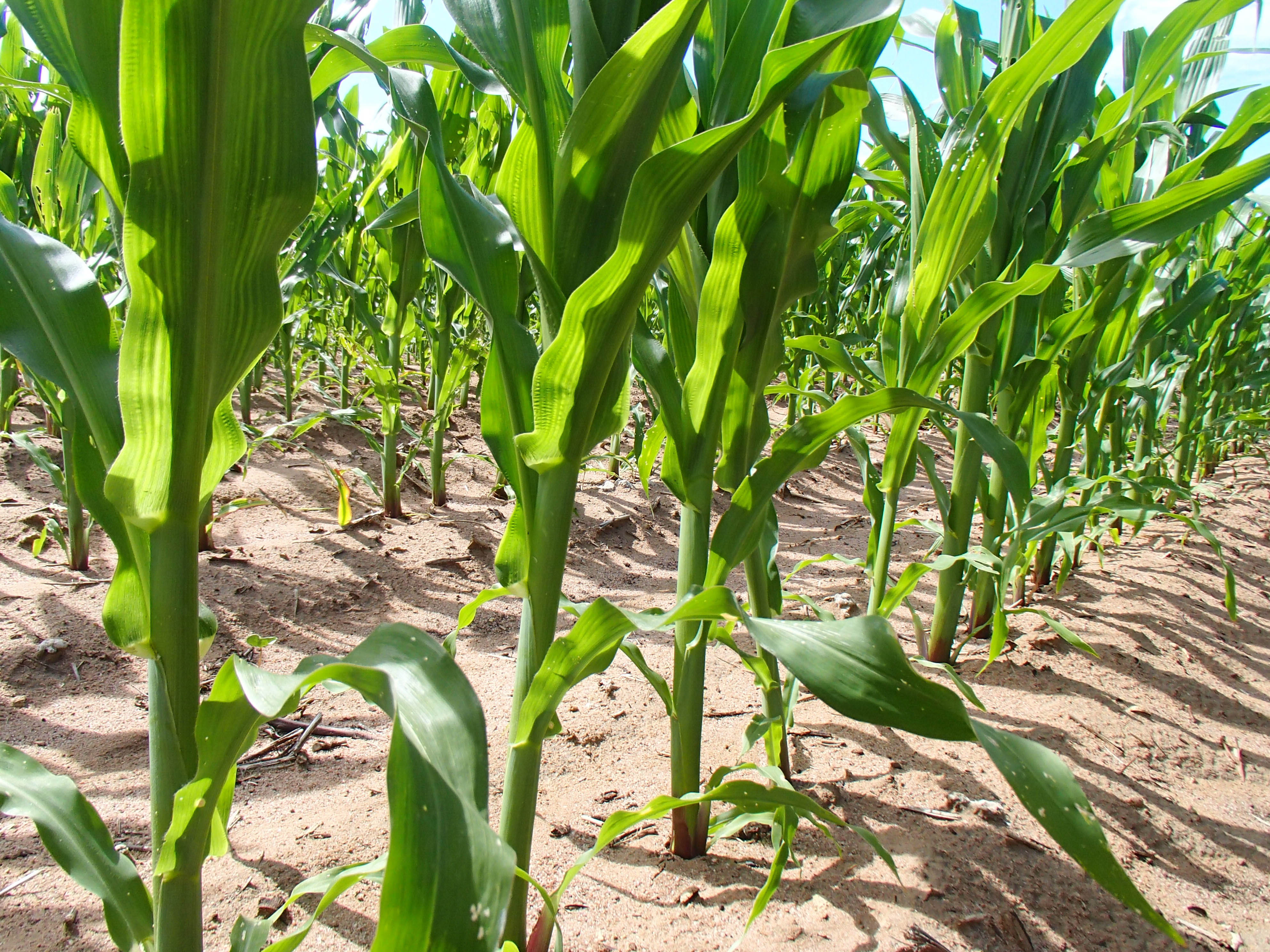 4R Nutrient Stewardship in the new Farm Bill