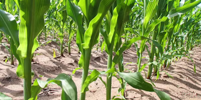 4R Nutrient Stewardship in the new Farm Bill