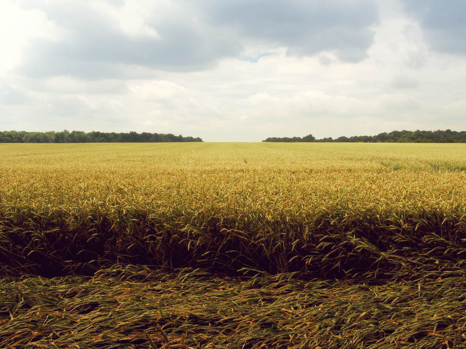 Using data in winter crop planting