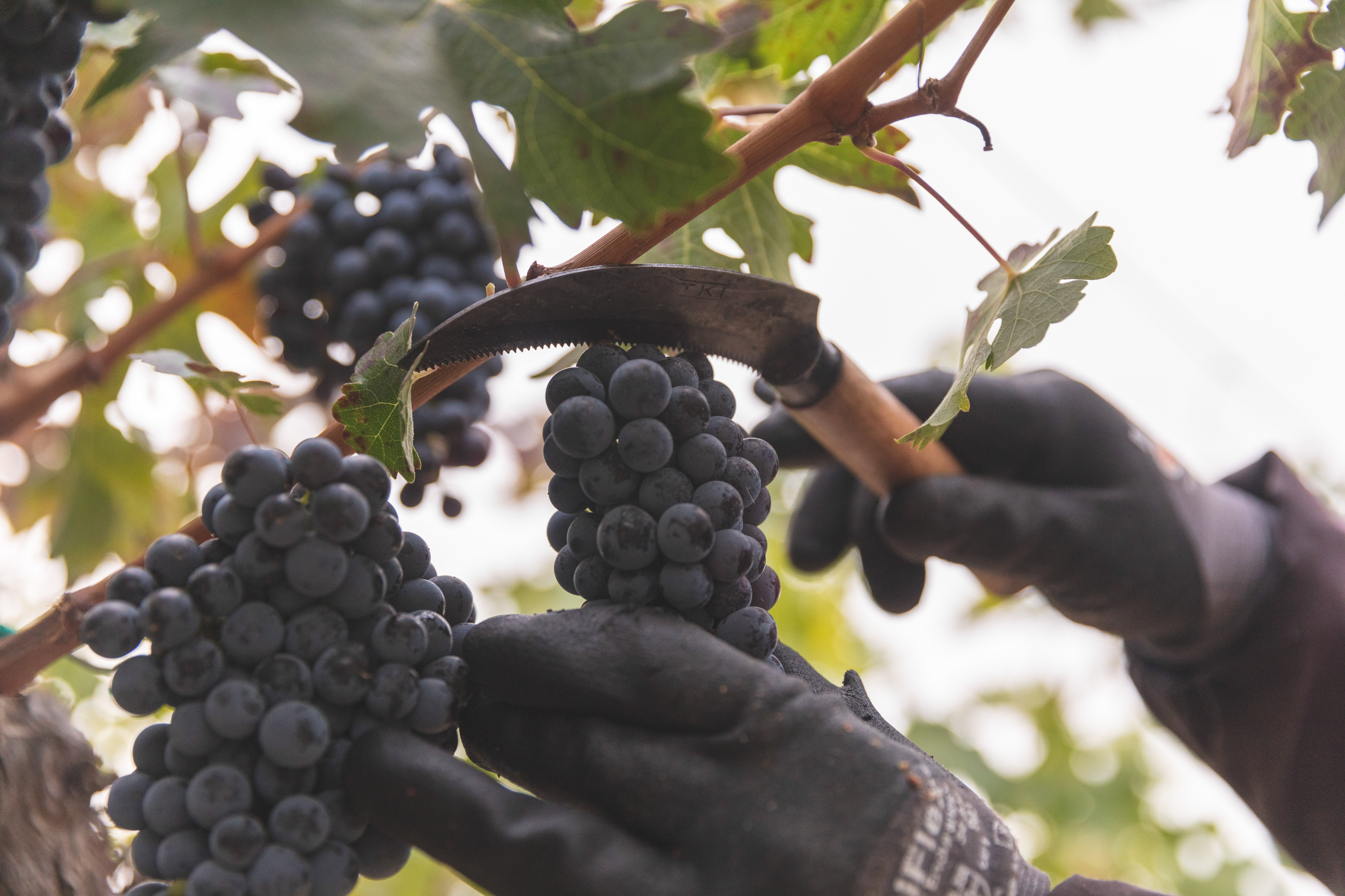 Creating Transparency through Traceability
