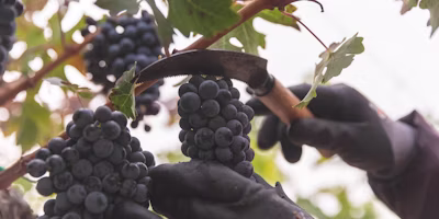 Creating Transparency through Traceability