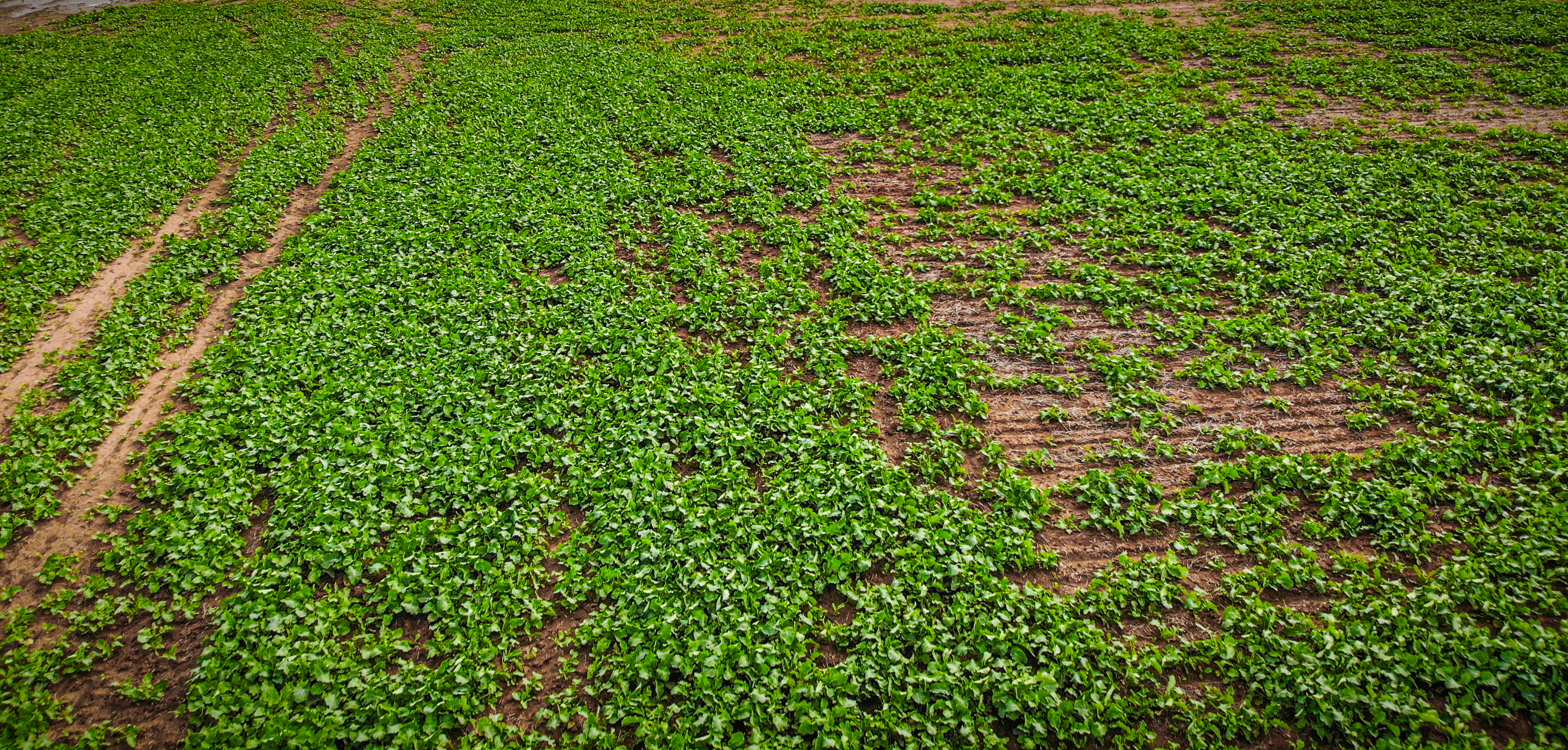 The multi-year effect of a dry season
