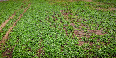 The multi-year effect of a dry season