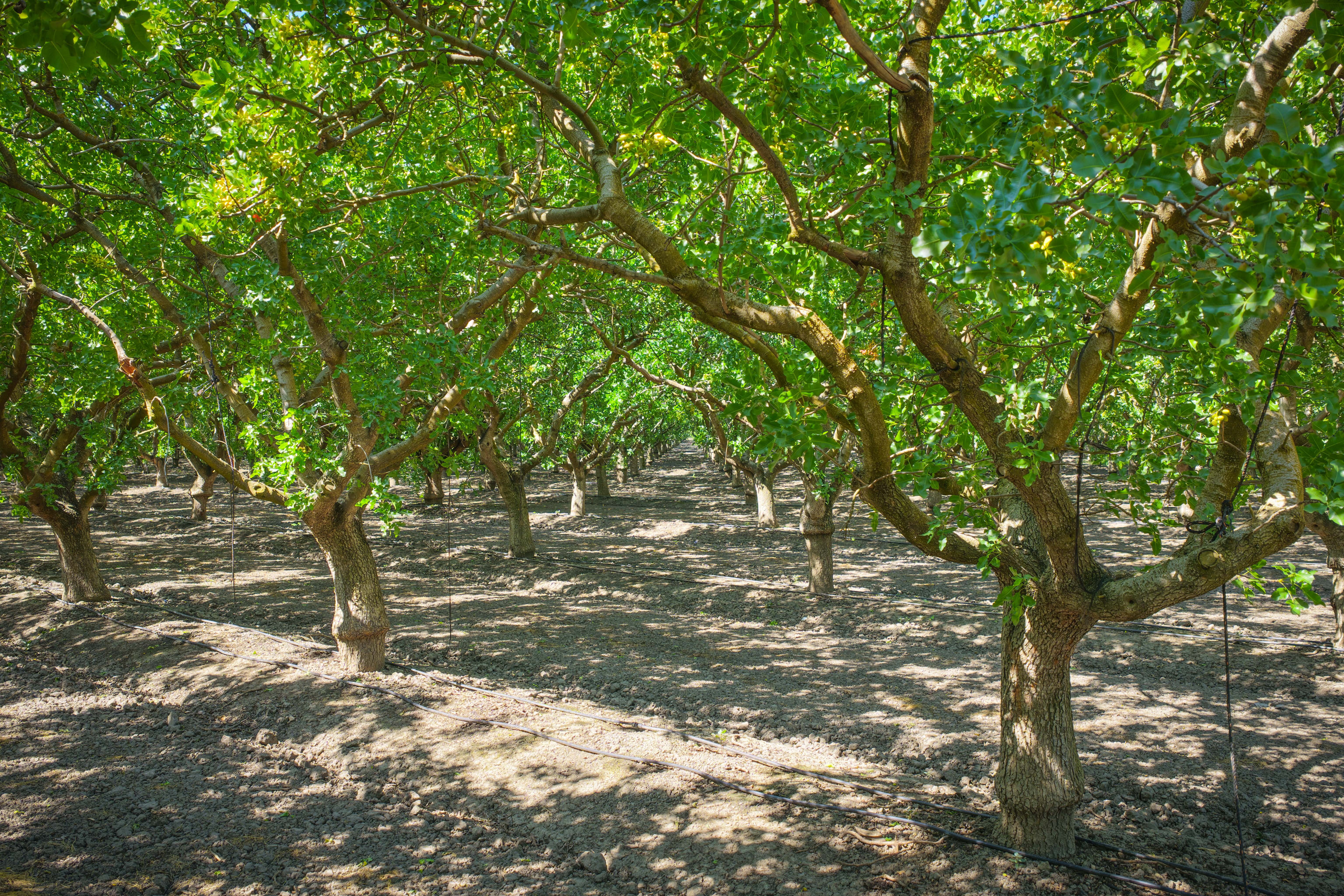 The next chapter of digital agriculture will be connected