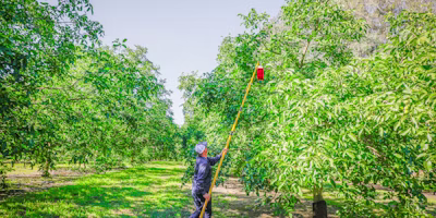 New precision agriculture tools transforming Australian horticulture