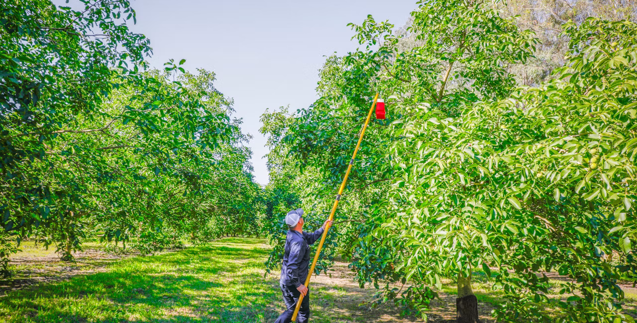Semios field technician installing a camera trap in an orchard